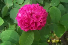 Rose de Resht_6_1.webp