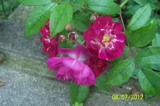Perennial Blue_9_1.webp