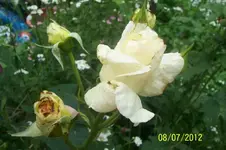 Elfe_3_1.webp