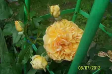 Crown Princesse Margaret_2_1.webp