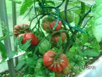 BILD1088.webp