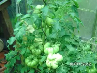 BILD1090.webp