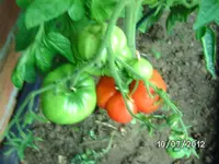 BILD1101.webp
