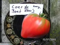 BILD0111.webp
