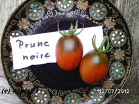 BILD0112.webp