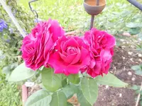 k-DSCN0429.webp