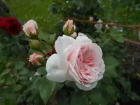k-DSCN0430.webp