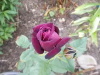 k-DSCN0431.webp