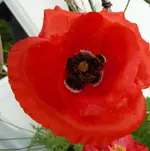 P1020984.webp