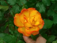 WP_000095.webp
