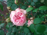 WP_000097.webp