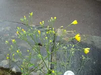 DSC05802.webp