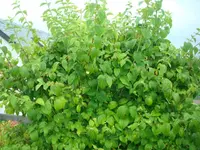 DSC05804.webp