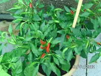 k-BILD1108.webp