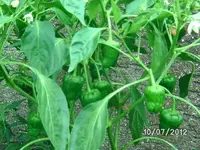 k-BILD1109.webp