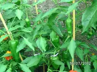 k-BILD1110.webp