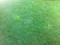 gras2.webp