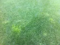 gras3.webp