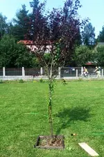 IMAG0239.webp