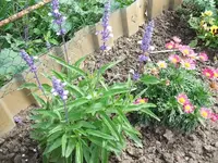 2012_0711garten120006.webp