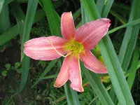 IMG_cara mia_1024x768.webp