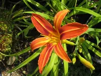 IMG_rahja wer weiss_1024x768.webp