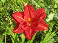 IMG_sachsen red double_1024x768.webp