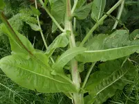 055.webp