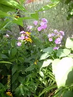 RosaBlüten.webp