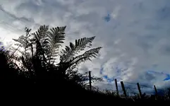 Copy of IMG_1977v.webp
