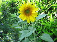 sonnenblume.webp