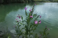 2012_0708Sommer0005.webp