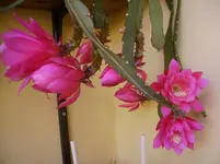Blüten 002.webp
