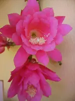 Blüten 004.webp