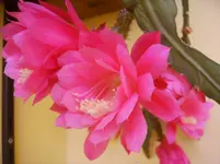 Blüten 005.webp