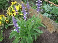 2012_0713garten120001.webp