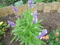 2012_0713garten120002.webp