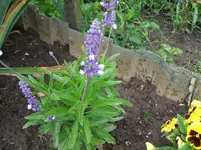 2012_0713garten120003.webp