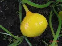 CIMG1135.webp