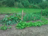 WP_000101.webp