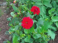 WP_000106.webp