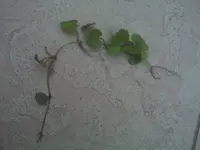 IMG00133.webp