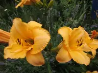 013.webp