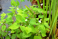 Eidechsenschwanz_Houttynia cordata_smaller.webp