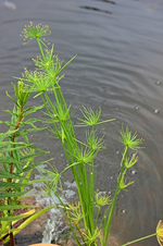 Papyrus-Pflanze_smaller.webp
