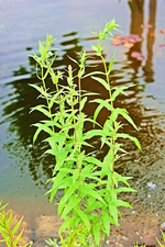 Blutweiderich pink_smaller.webp