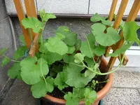 P1020038.webp