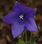 Ballonblume 120710.webp
