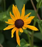 Rudbeckia 120712.webp