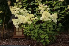 Vanille fraise 120710.webp